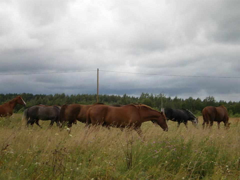 Hotel Sassi Talu Horsefarm Pärnumaa Exteriér fotografie