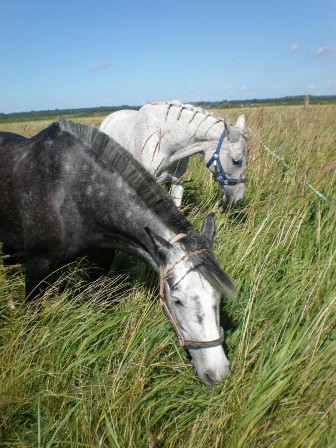 Hotel Sassi Talu Horsefarm Pärnumaa Exteriér fotografie